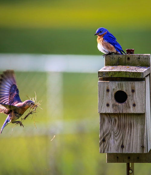 Bird Watching