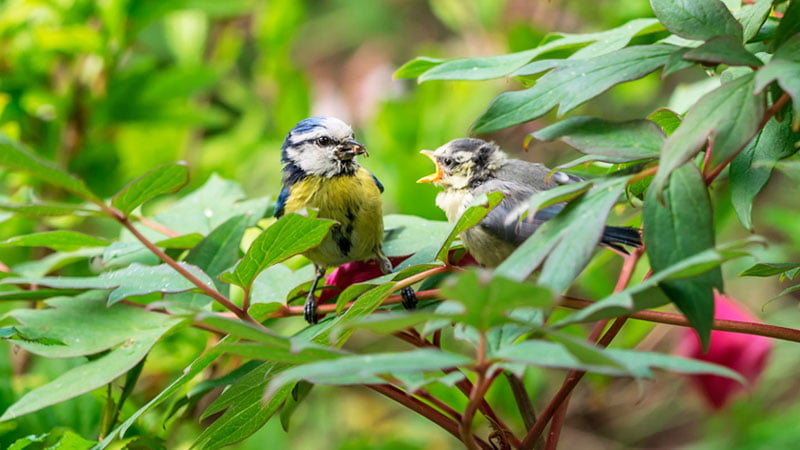 Bird Watching